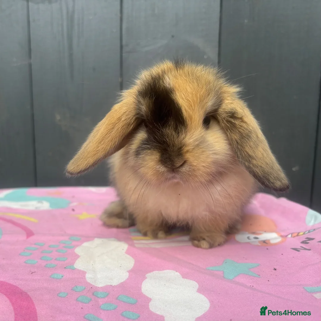 Mini Lop rabbits for sale: Pure bred pedigreed baby mini lops  - Advert 38