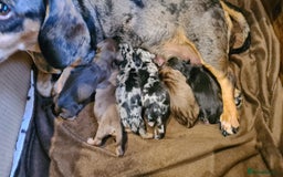 Miniature Dachshund dogs for stud: Proven, KC, PRA clear, tested Miniature Dachshund in Hinckley - Image 10