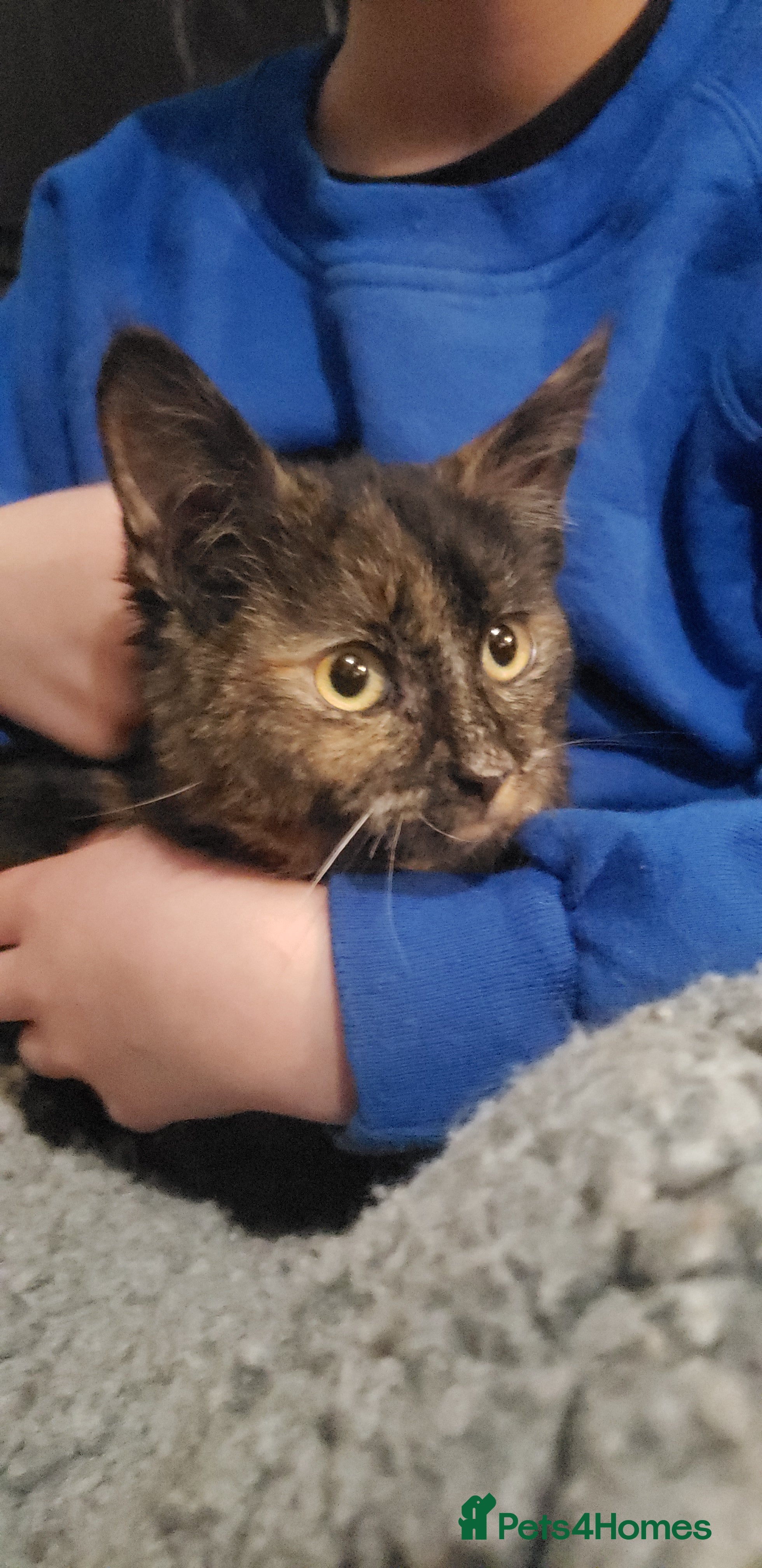 Munchkin cats Munchkin, Sausage kittens - Advert 9