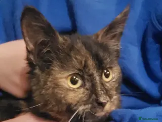 Munchkin cats Munchkin, Sausage kittens - Advert 9