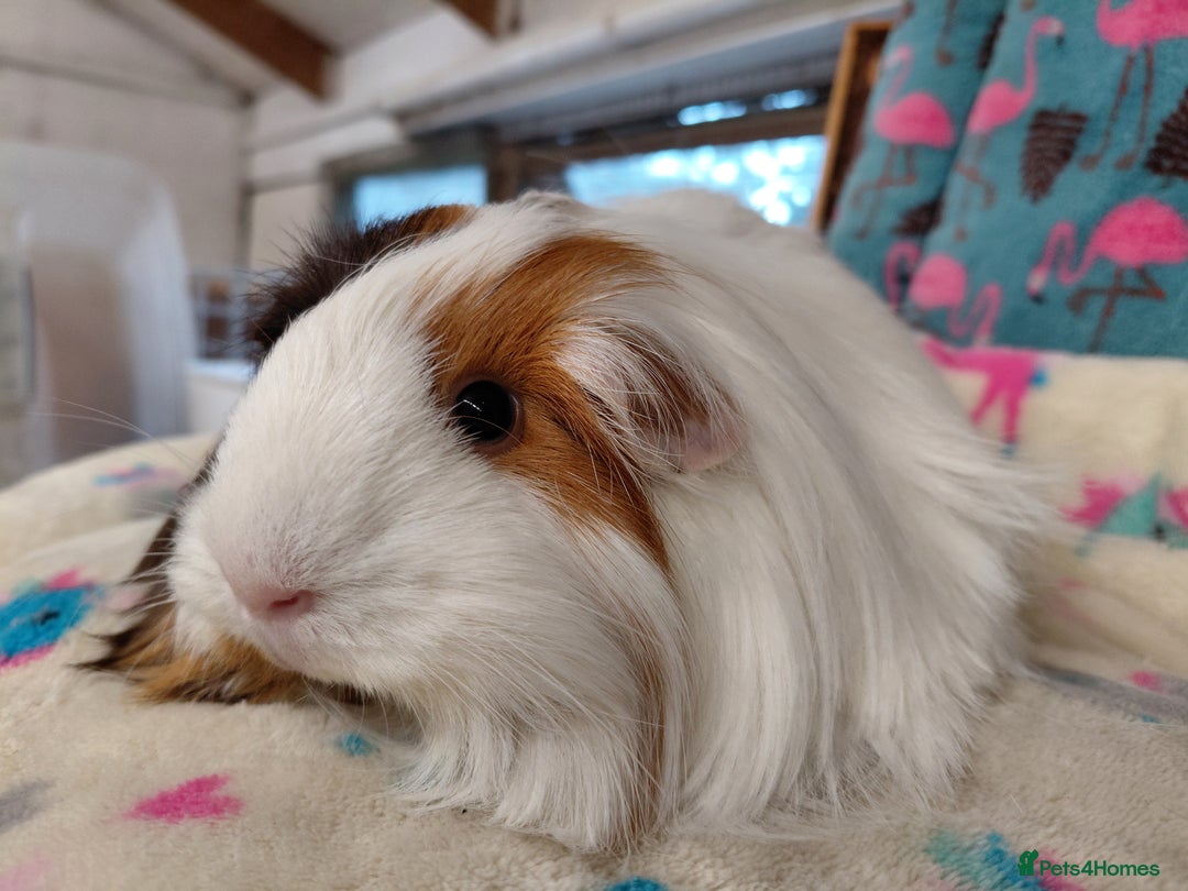 Guinea Pig rodents for sale: Baby PE Golden Sisters/Teddy/sheltie retired sows  - Advert 2