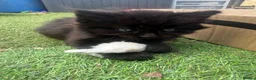 Mixed Breed cats for sale: One boy and one girl left - Longhaired, Kittens - Advert 23