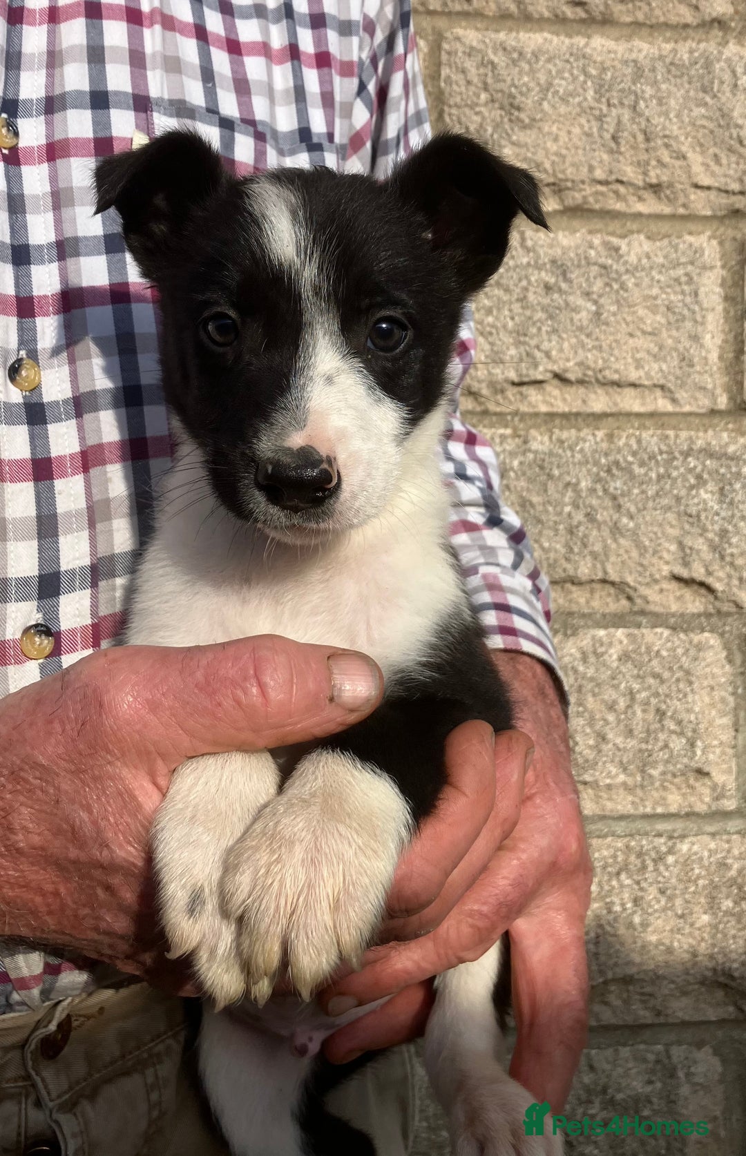 Border Collie dogs for sale: Pure border collies ready now  - Image 26