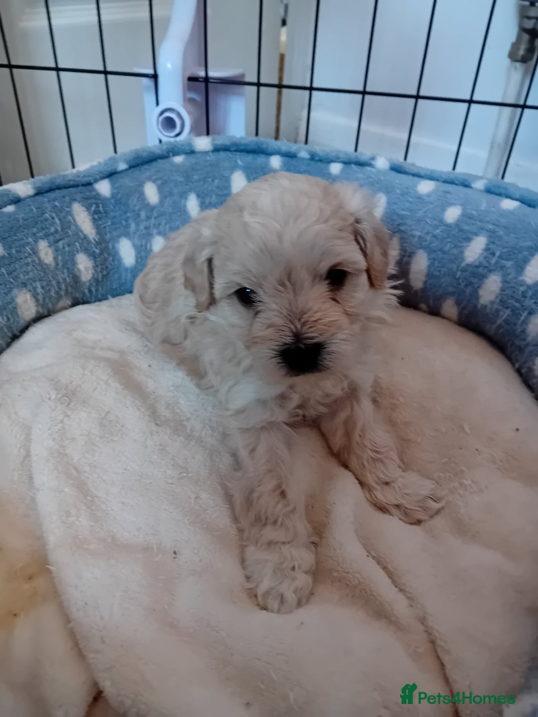 Maltipoo dogs for sale: Health Tested F1B Maltipoos - 2 boys available  - Advert 3