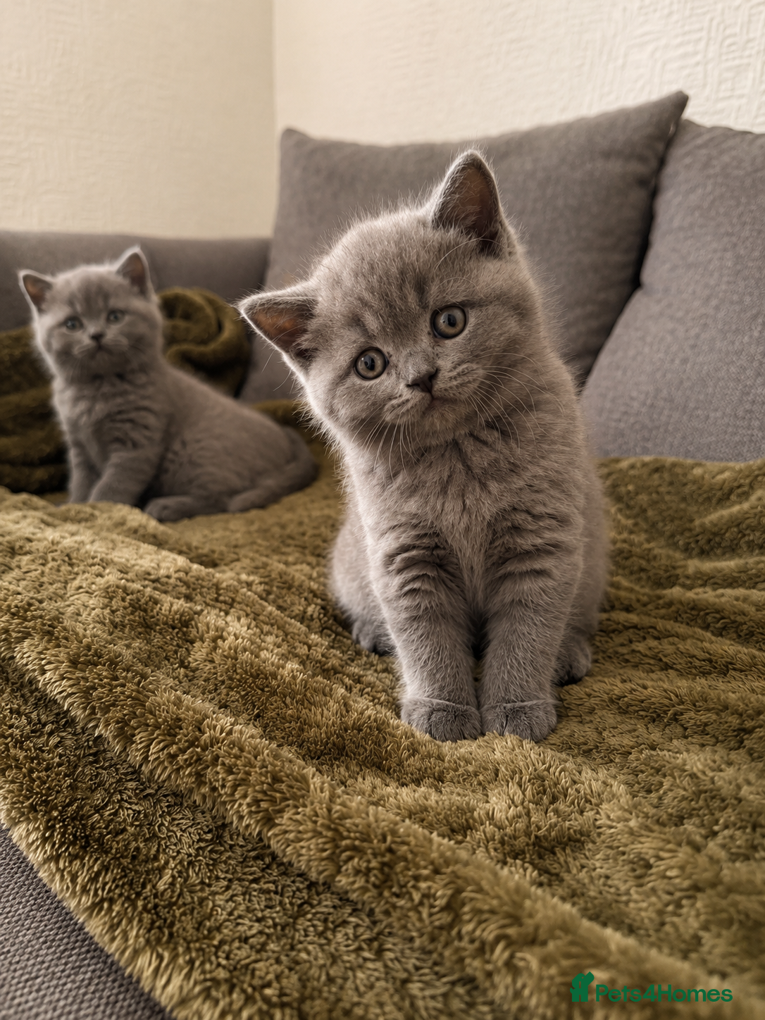British Shorthair cats British Shorthair Kittens for Sale – 5 Available! - Advert 1