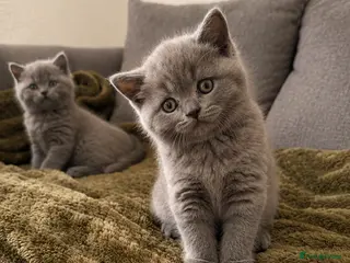British Shorthair cats British Shorthair Kittens for Sale – 5 Available! - Advert 1