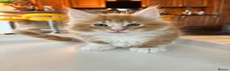 Maine Coon cats for sale: Adorable Maine coon kittens  - Advert 8