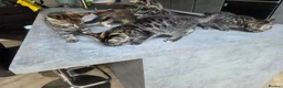 Mixed Breed cats for sale: 🐾 Beautiful Tabby Kittens Ready to Melt You Heart - Advert 4