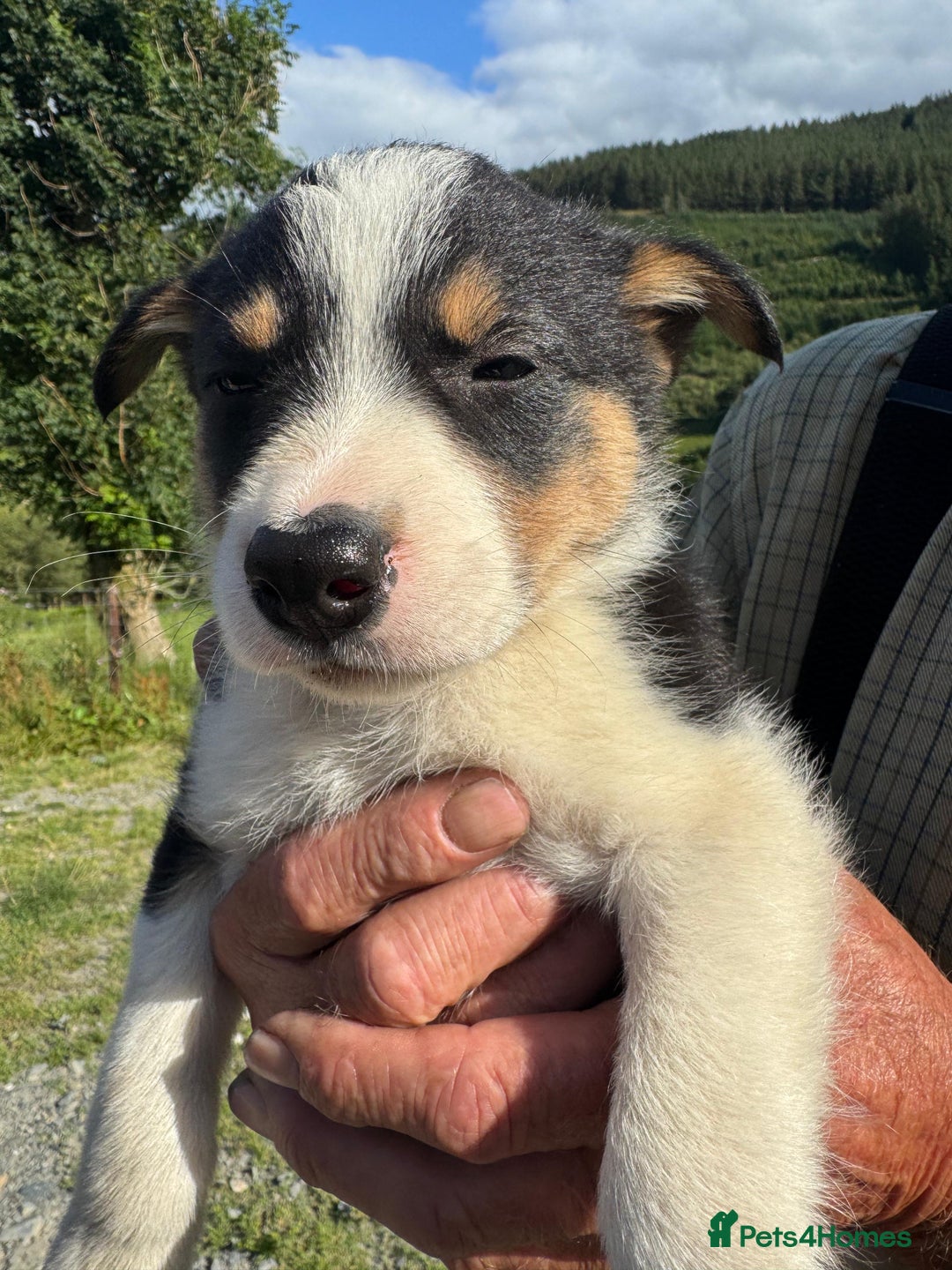 Border Collie dogs for sale: Mid Wales border collie pups  - Image 20