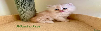 Matcha