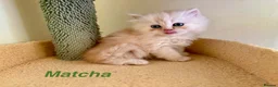 Exotic cats for sale: Beautiful Persian Exotic Kittens - Advert 7