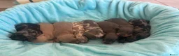 Miniature Dachshund dogs for sale: miniture dachshund puppies!! - Advert 6