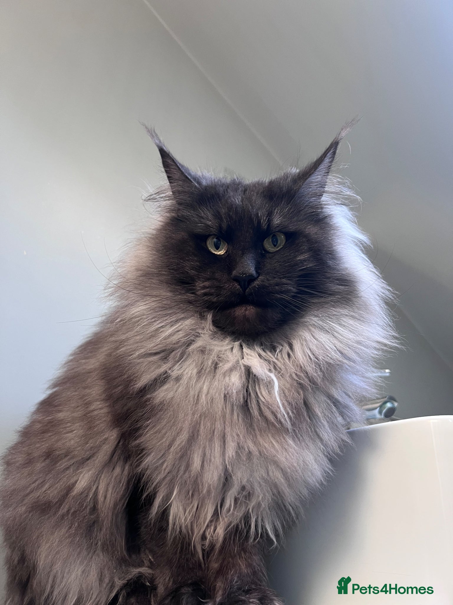 Maine Coon cats Ready to leave now  - Advert 2