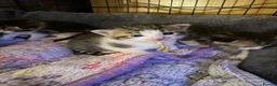 Mixed Breed cats for sale: Tabby kittens - Advert 6