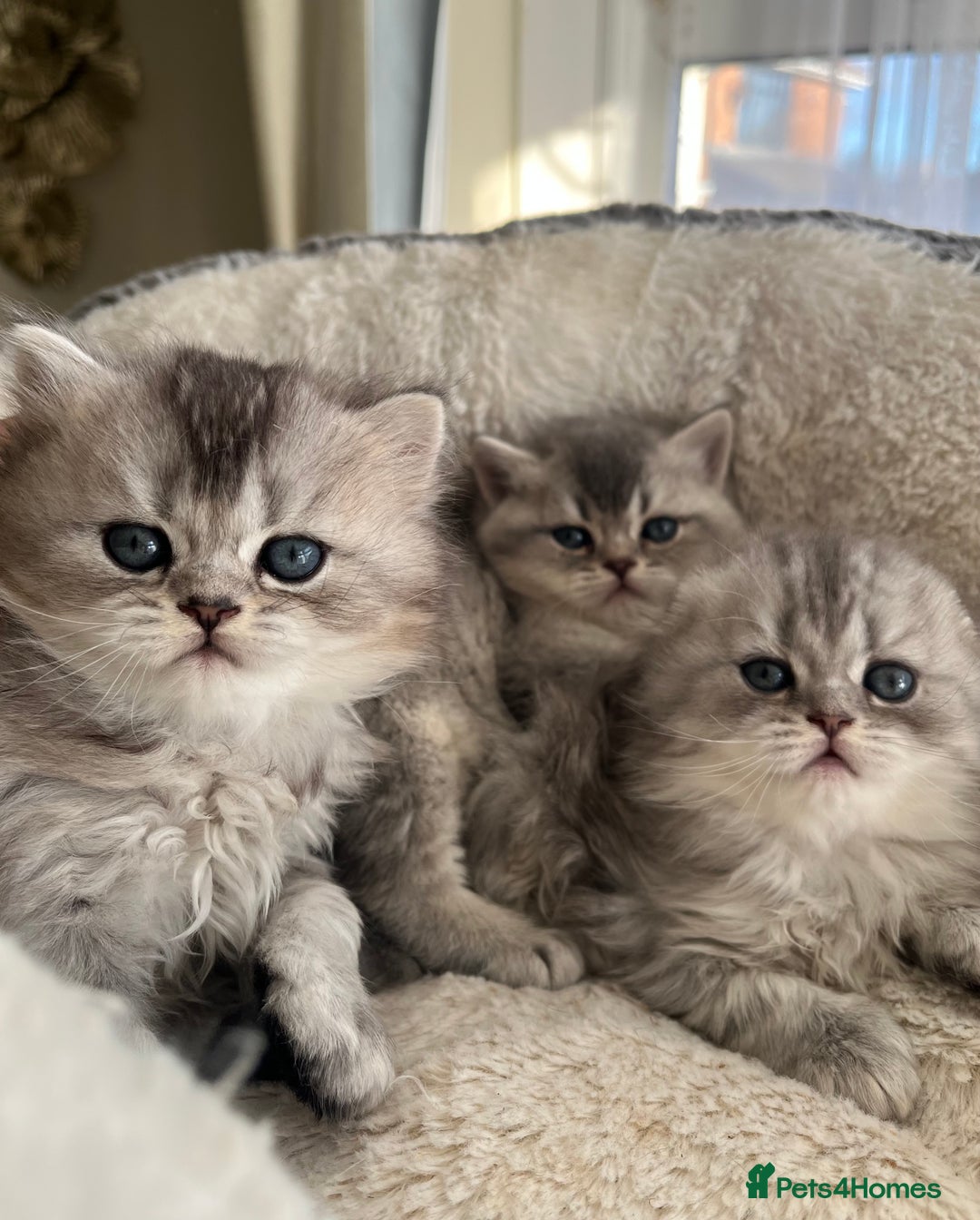 Scottish Fold cats for sale: Adorable Scottish Fold Kittens  - Advert 3