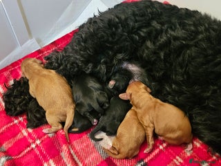 Cavapoo dogs - Advert 3