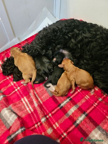 Cavapoo dogs - Advert 1