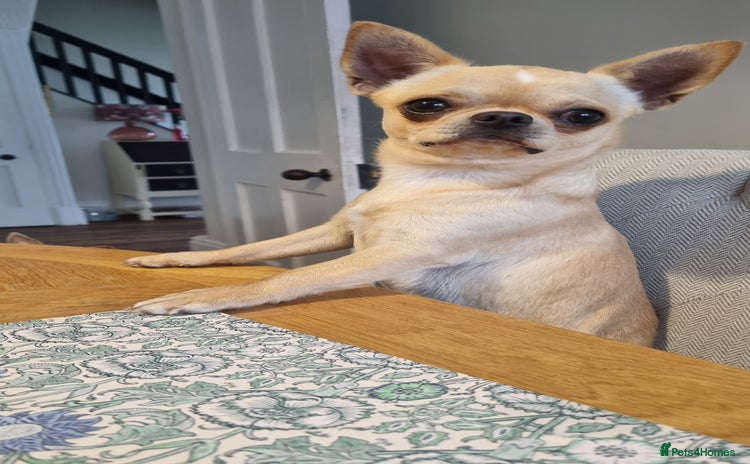 Chihuahua dogs - Advert 1