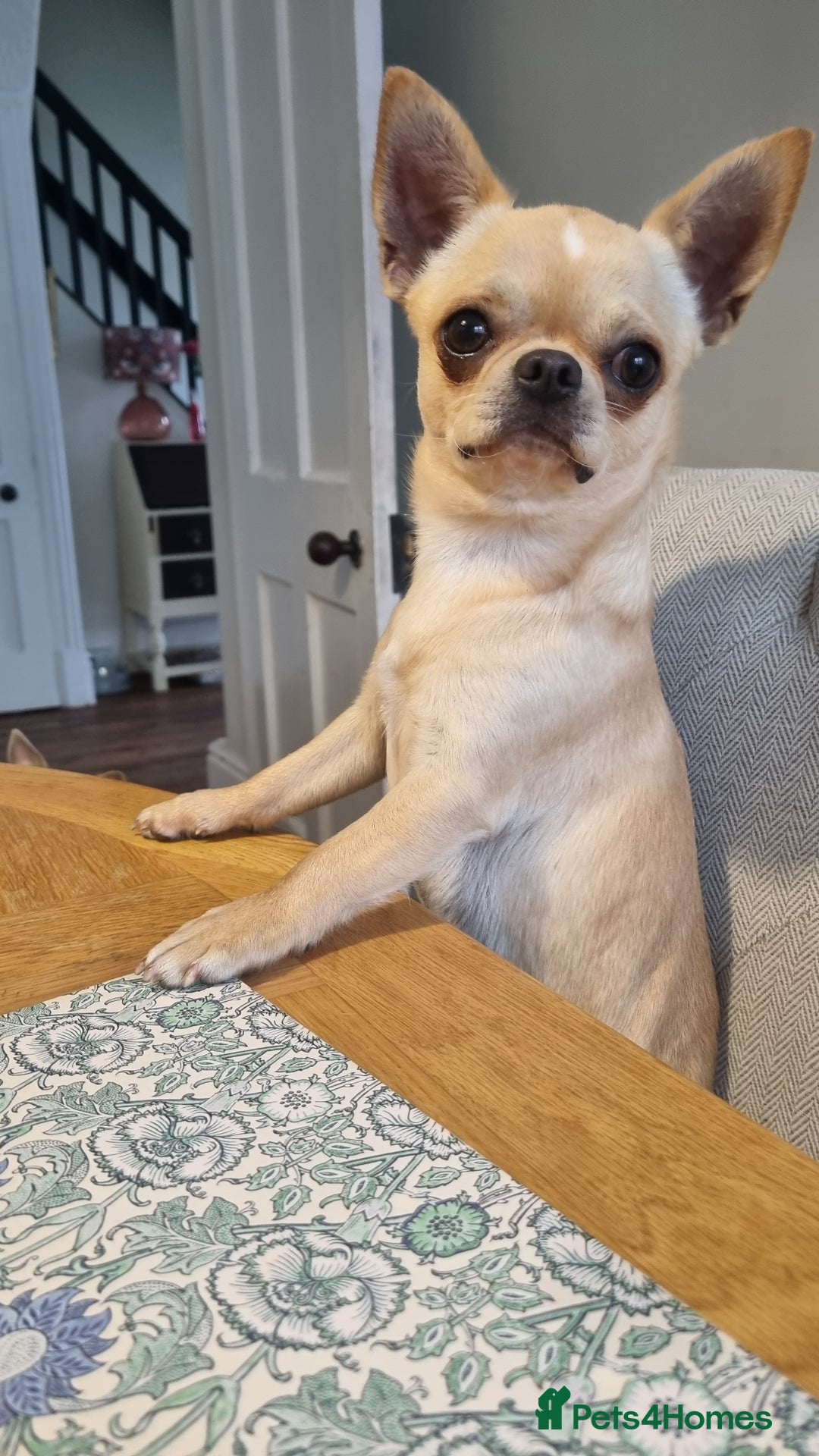 Chihuahua dogs for stud: Gorgeous Male Kc Registered cream chihuahua - Image 1