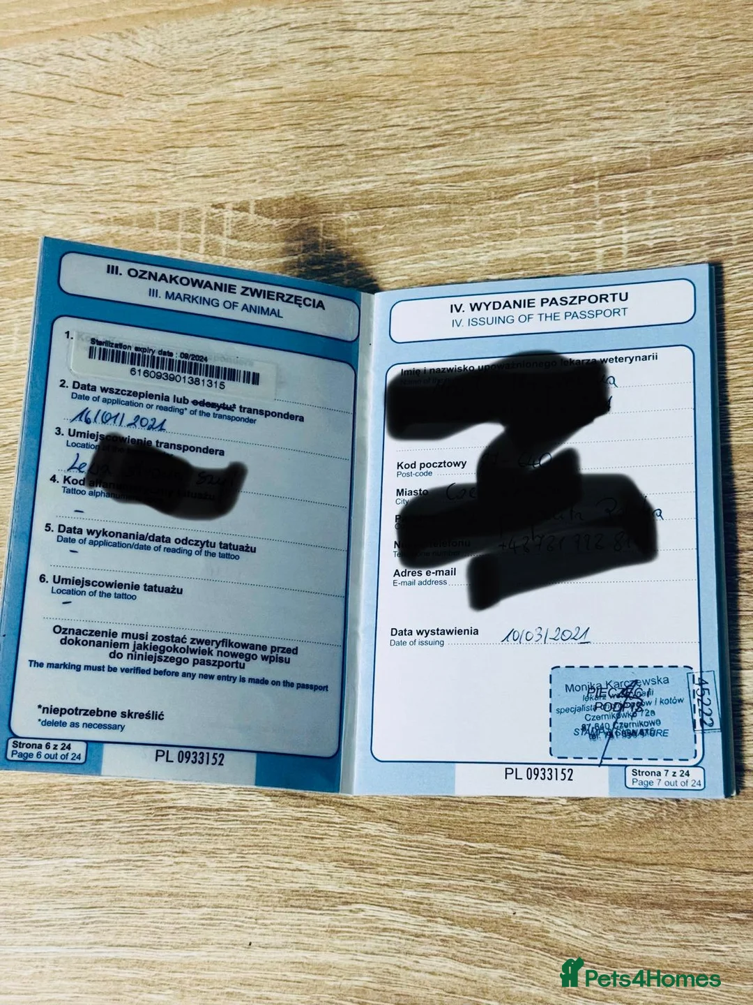 Miniature Dachshund dogs for sale: Beautiful miniature dachshund female  - Advert 2