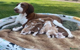 Bracco Italiano dogs for sale: Exciting litter Due September  - Image 19