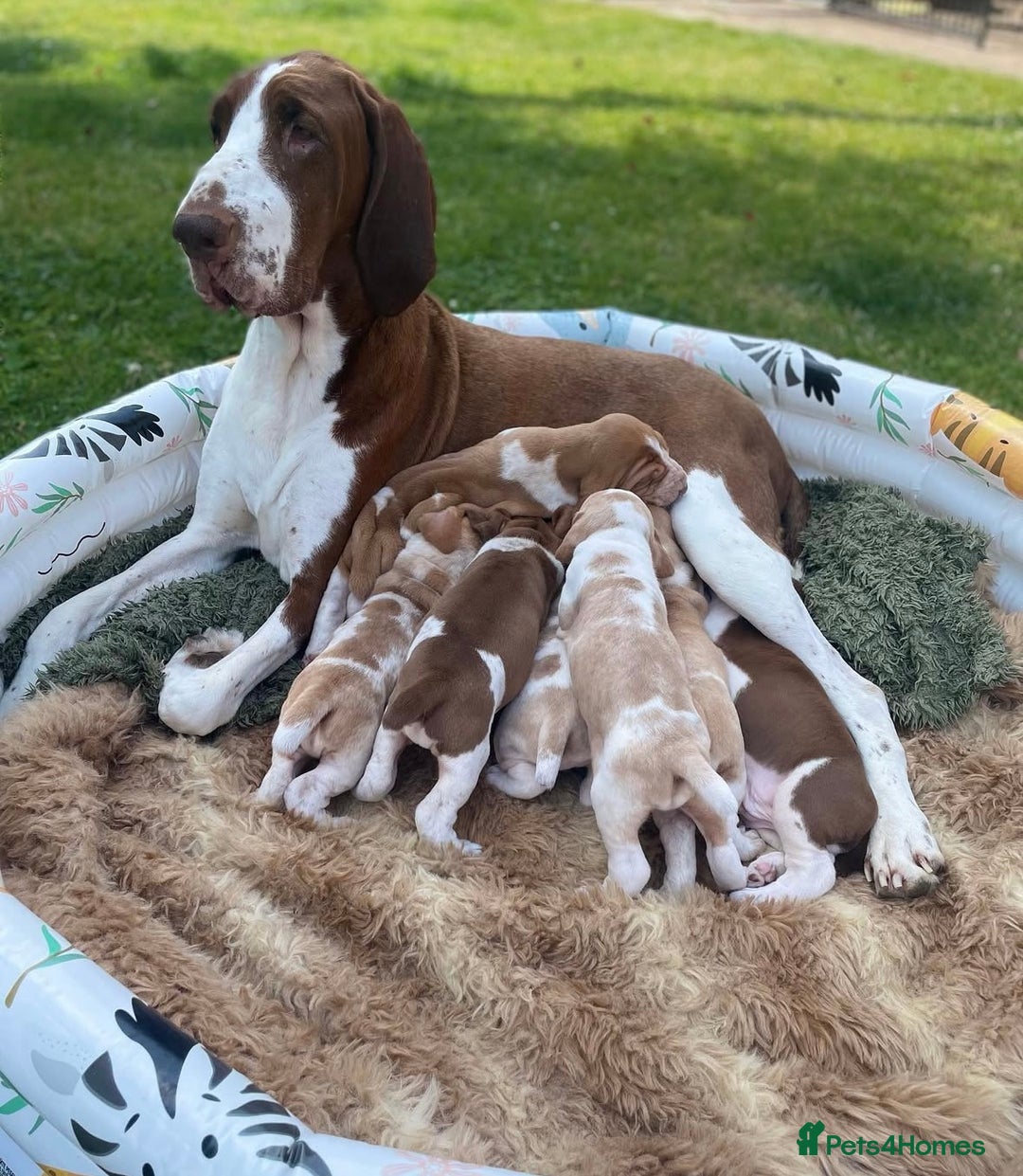 Bracco Italiano dogs for sale: Exciting litter Due September  - Image 19