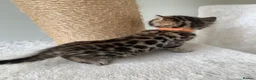 Bengal cats for sale: Best Bengal kittens in the U.K.  - Advert 7