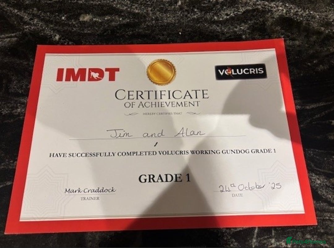 Cocker Spaniel dogs for sale: Part trained cocker spaniel - Advert 2