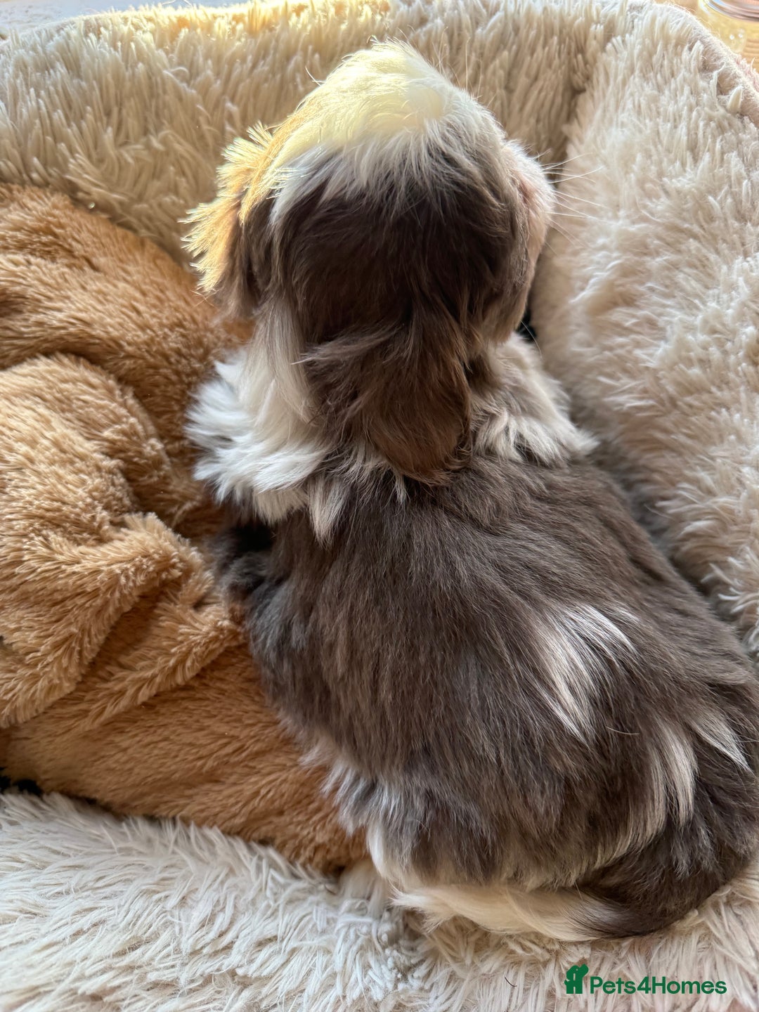 Shih Tzu dogs for sale: READY NOW …Special prices on pups POA  - Advert 13