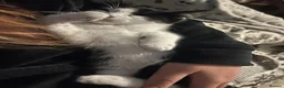 Domestic Shorthair cats for sale: Cutest black and white boy - Advert 3