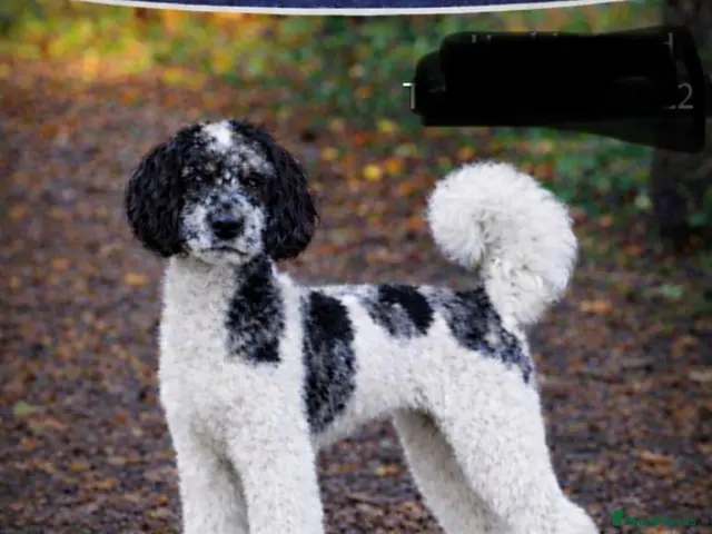 Goldendoodle dogs for sale: Miniature Golden Doodle - Advert 2