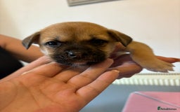 Mixed Breed dogs for sale: 2 boys 1 girl  - Image 7