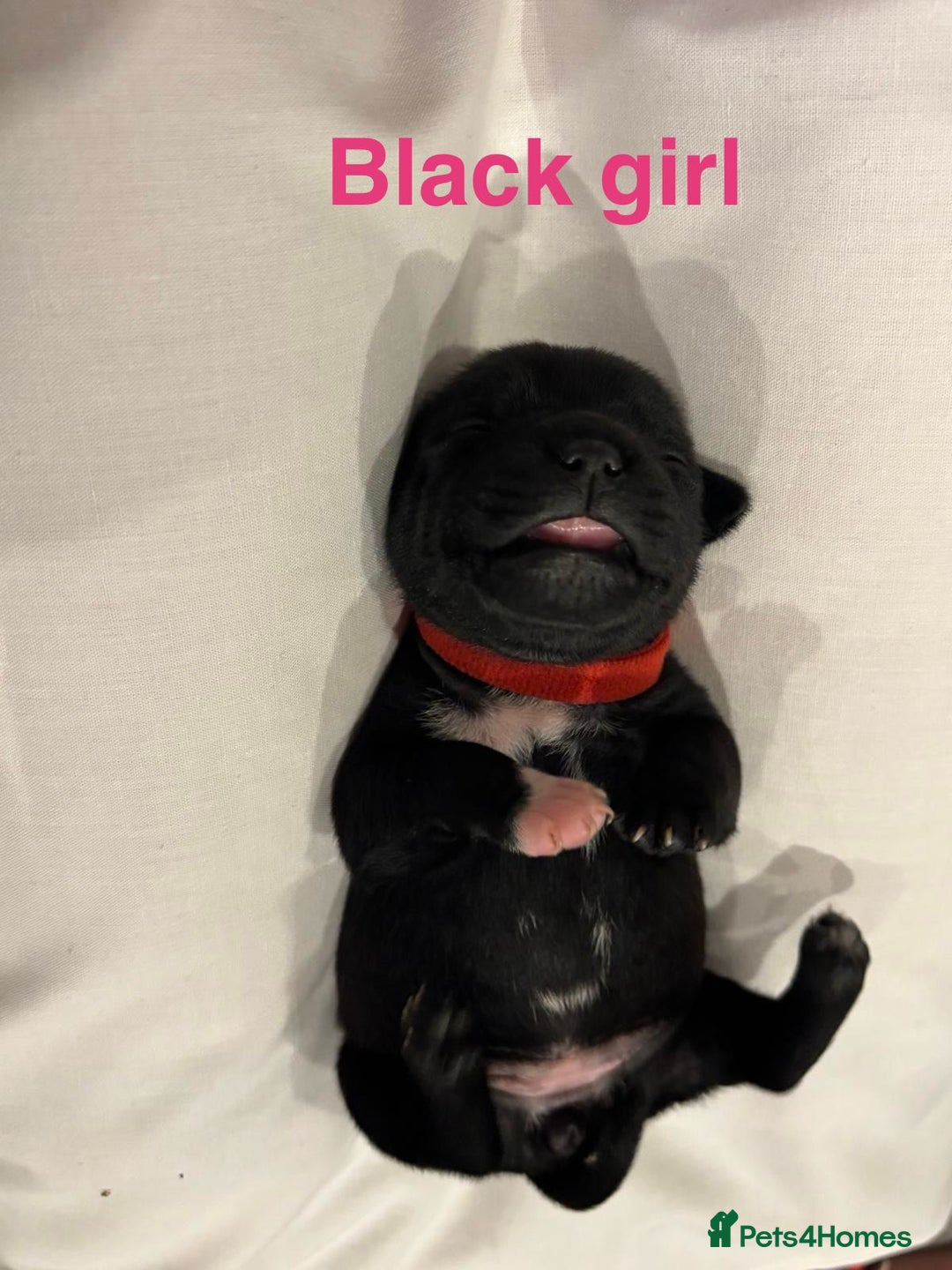 Staffordshire Bull Terrier dogs for sale: Champion Bloodline Stafforshire Bull Terrier Pups - Advert 16