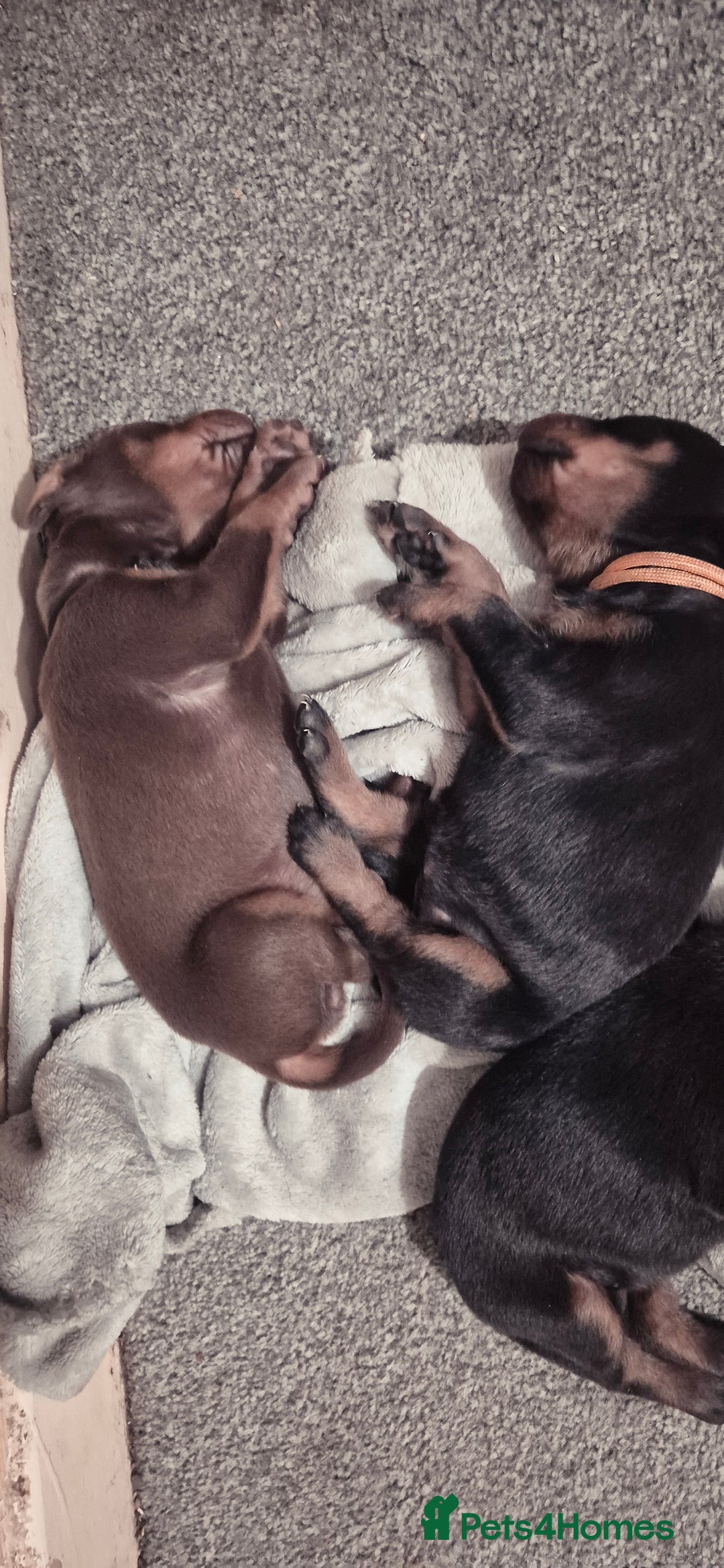 Dobermann dogs for sale: Dobermanns for Sale - Advert 14