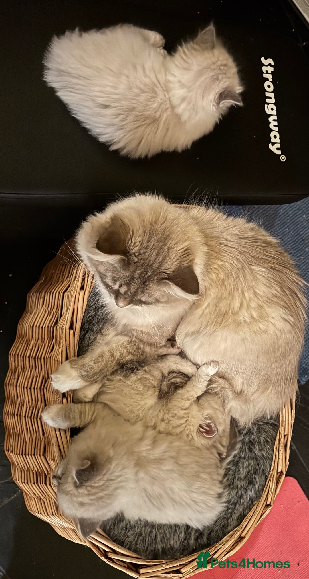 Ragdoll cats for sale: Beautiful Siberian Ragdoll cross kittens for sale - Advert 8