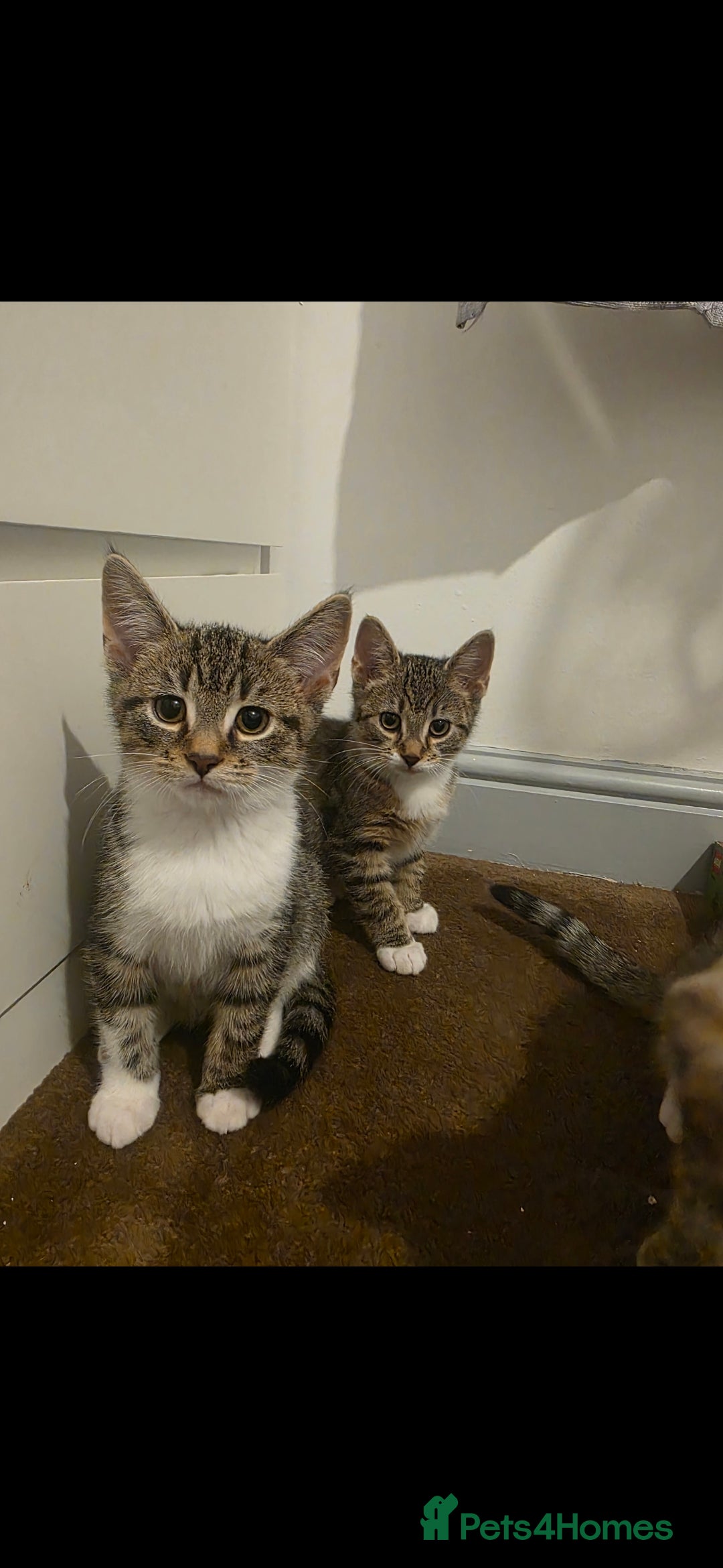 Mixed Breed cats 6 beautiful babies ready for new homes.  - Advert 1