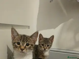 Mixed Breed cats 6 beautiful babies ready for new homes. - Advert 1