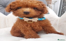 Toy Poodle dogs for sale: Full Asian poodle  - Image 2