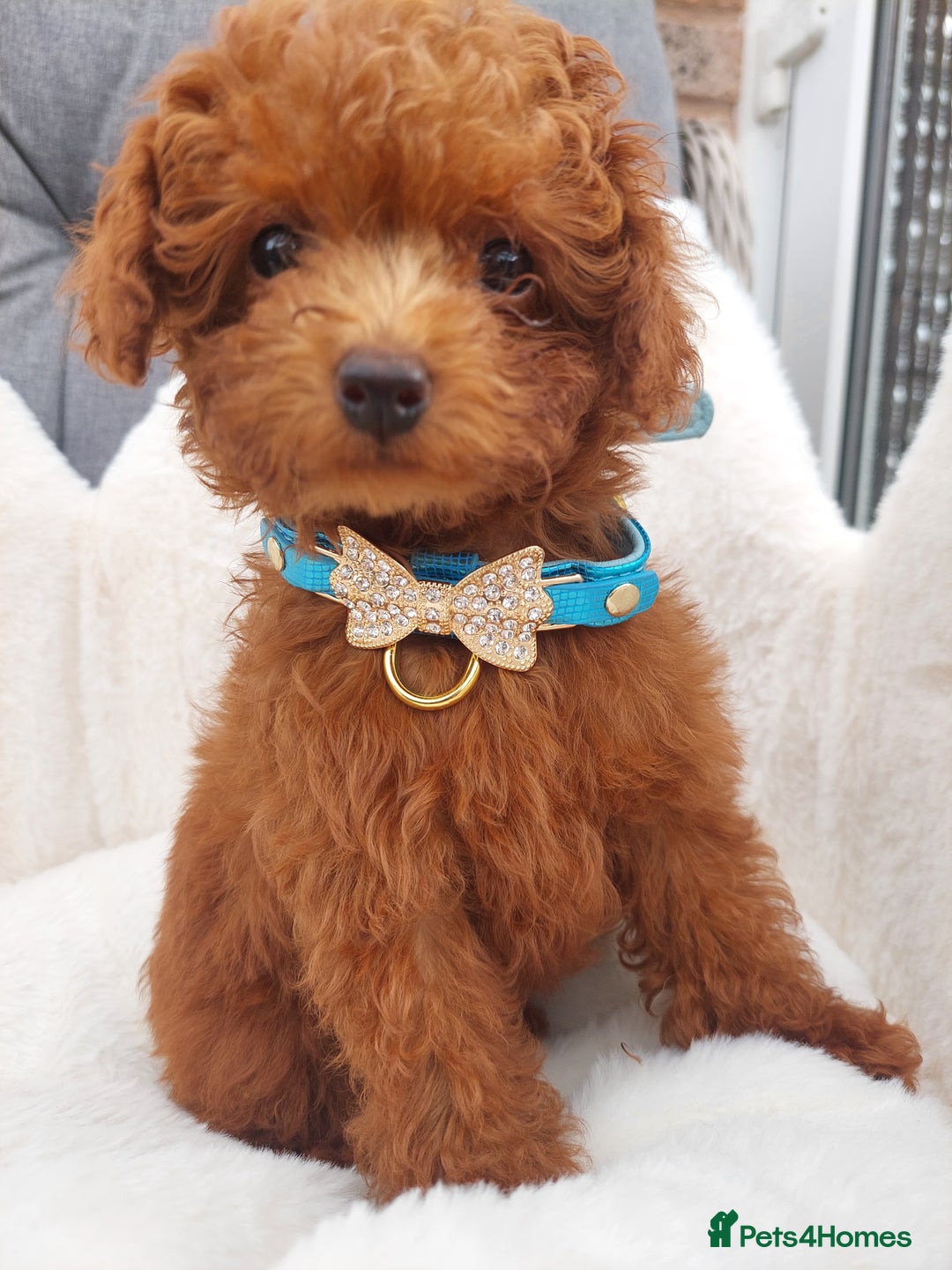 Toy Poodle dogs for sale: Full Asian poodle  - Image 2