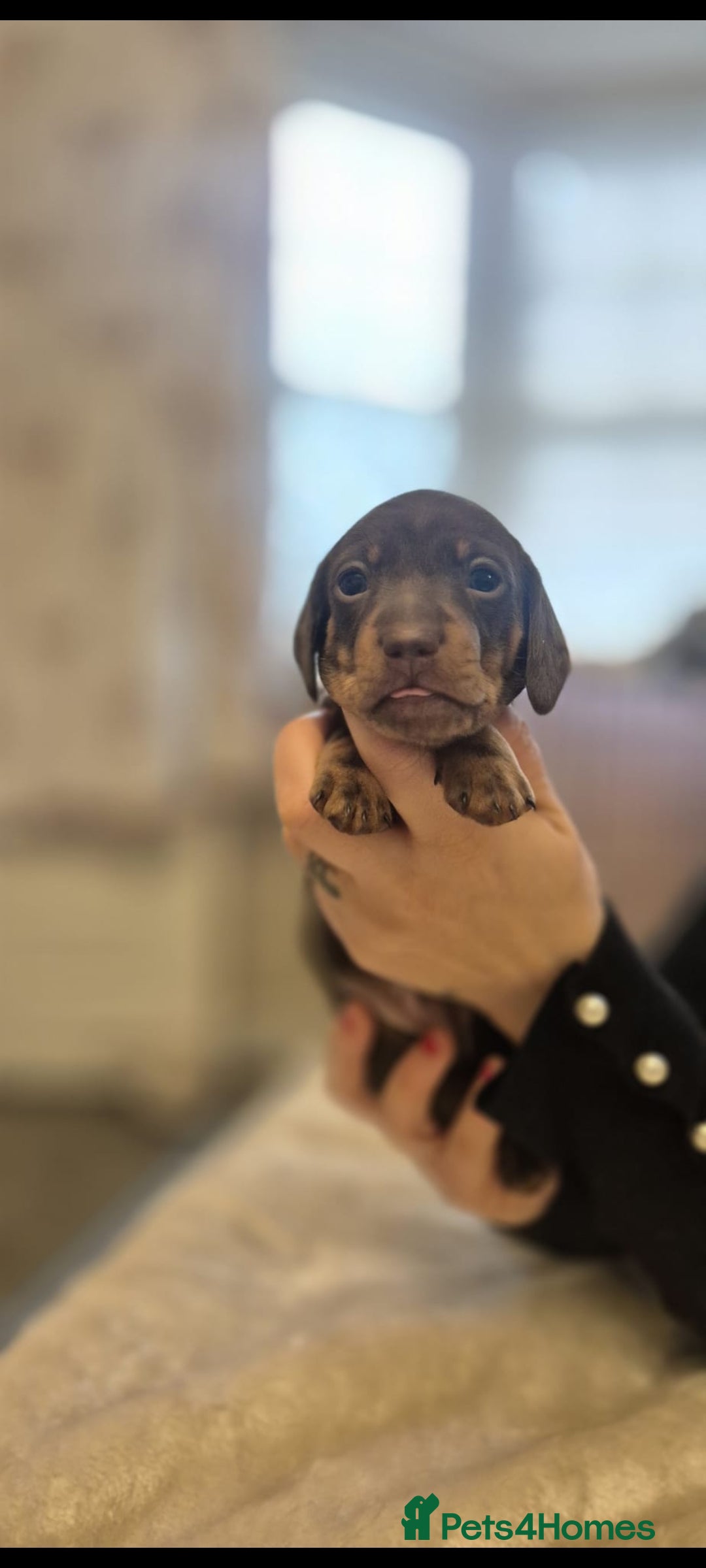 Miniature Dachshund dogs Beautiful Minature kinachen dachshunds  - Advert 5