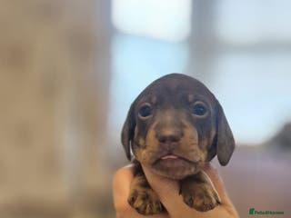 Miniature Dachshund dogs Beautiful Minature kinachen dachshunds - Advert 16