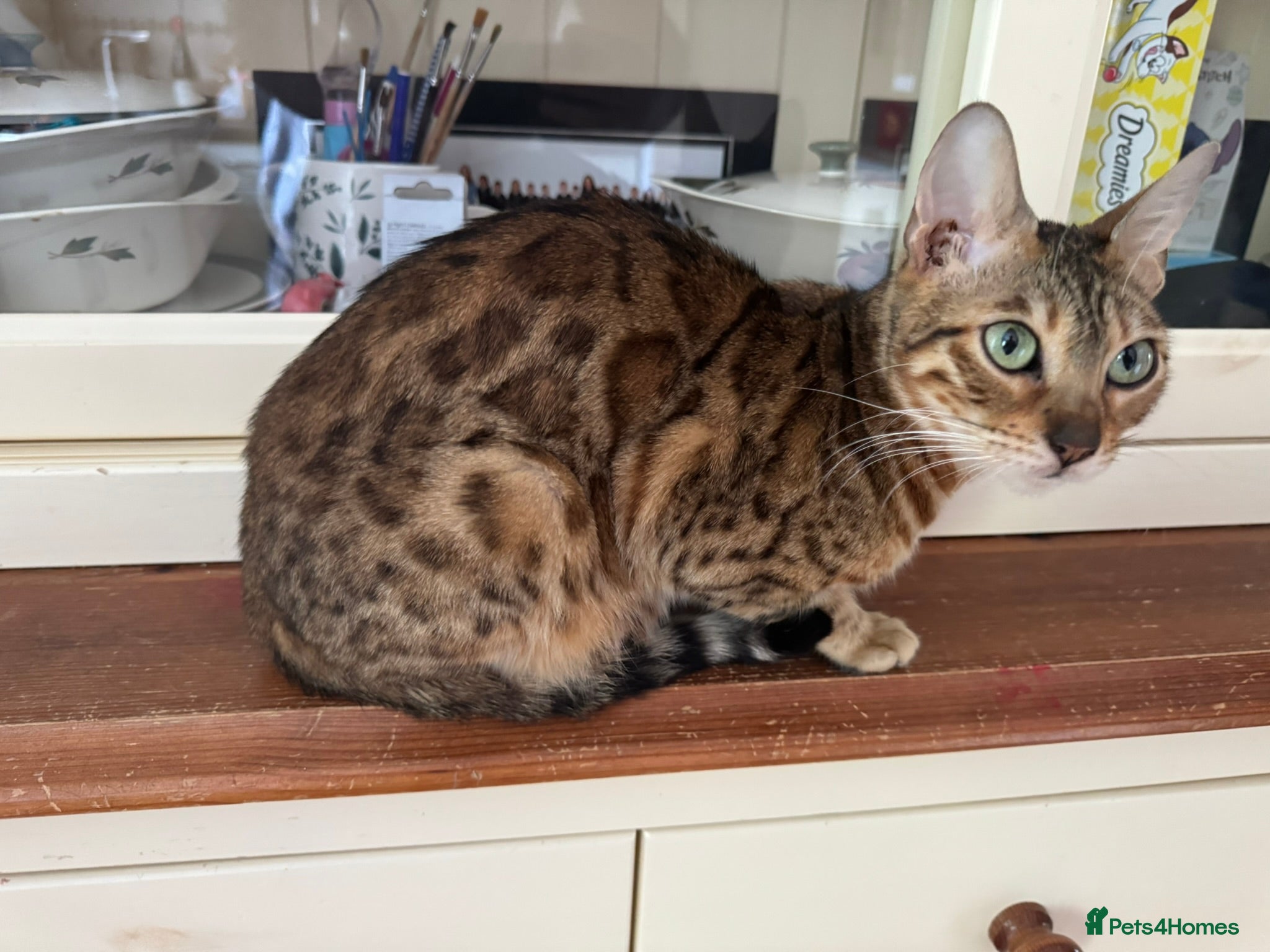 Bengal cats Bengal x Maine Coon Cross - Advert 3