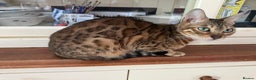 Bengal cats for sale: Bengal x Maine Coon Cross - Advert 1