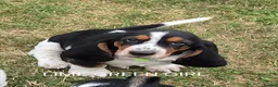 Basset Hound dogs for sale: KC BASSET HOUND PUPPIES  - Advert 34