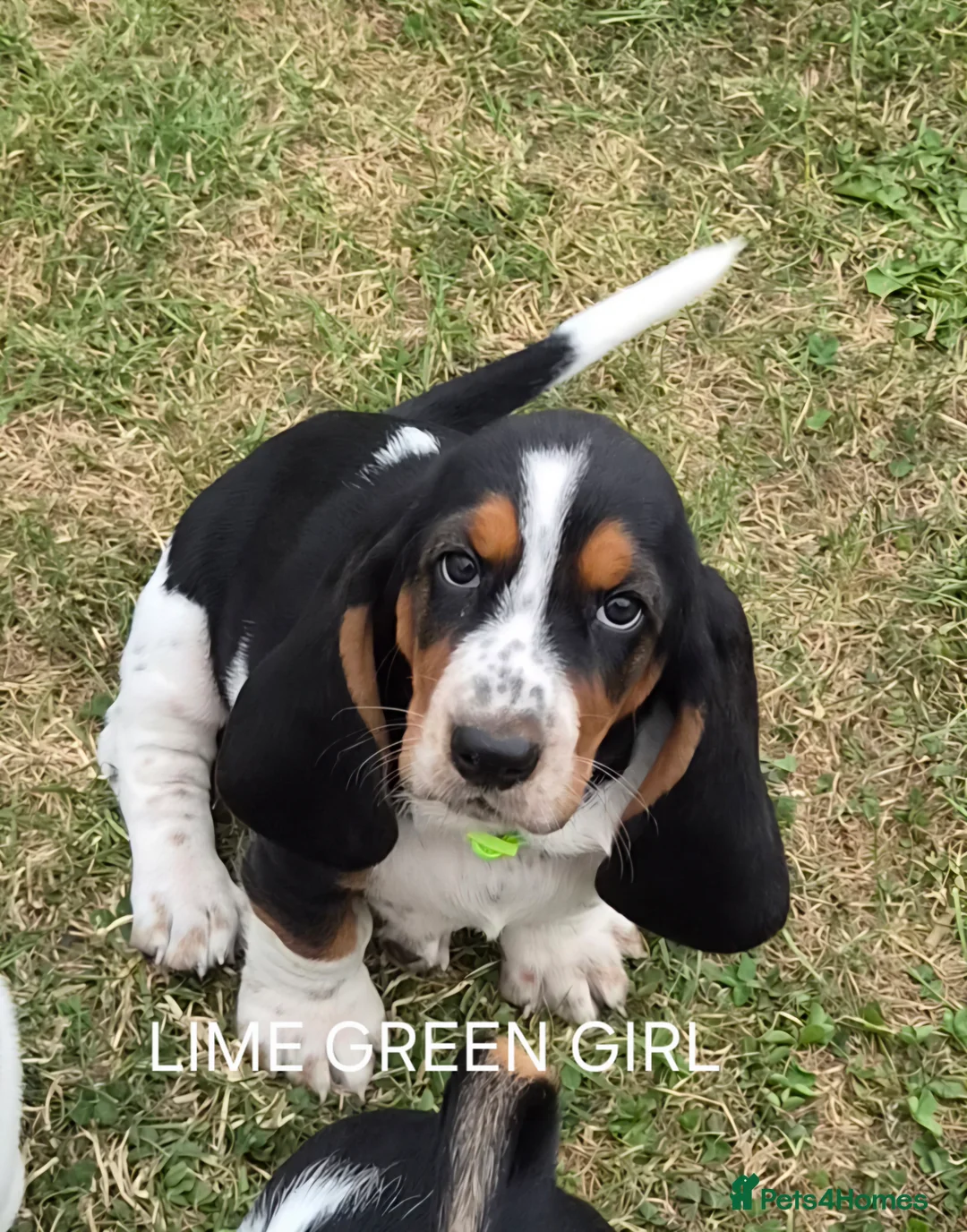 Basset Hound dogs for sale: KC BASSET HOUND PUPPIES  - Advert 34