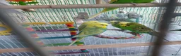 Budgerigars birds for sale: Buggies males only, adults/4 - Advert 4