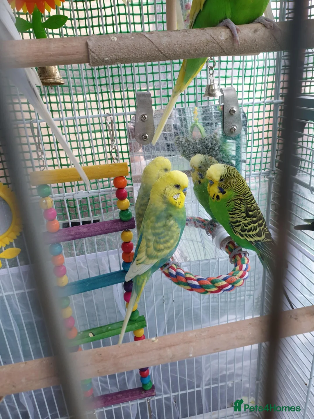 Budgerigars birds for sale: Buggies males only, adults/4 - Advert 4
