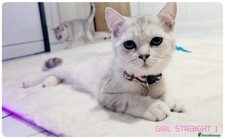 Scottish Fold cats - Advert 2