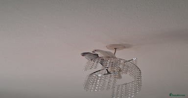 Parakeets birds - Advert 12