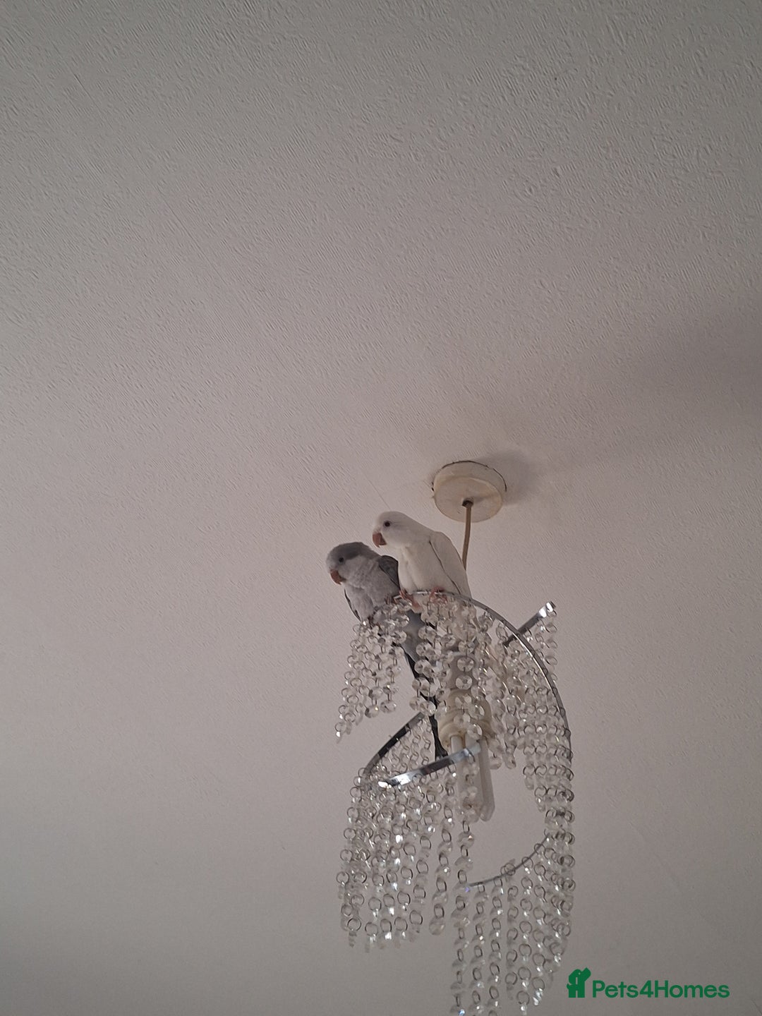 Parakeets birds for sale: Mr Gary male dna tested parakket  - Image 3